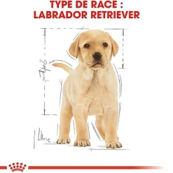 Royal Canin - Croquettes Labrador Junior pour Chiot - 12Kg