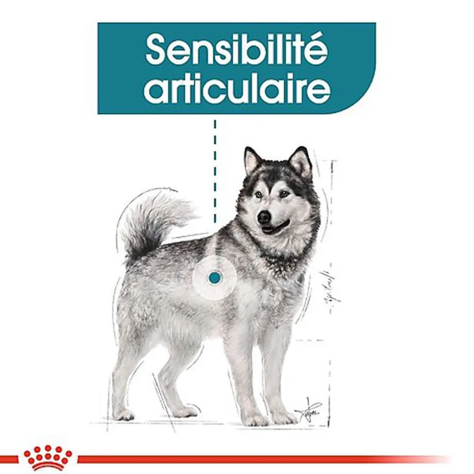Royal Canin - Croquettes MAXI JOINT CARE pour Chien