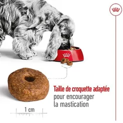 Royal Canin - Croquettes Medium Ageing 10+ pour Chien Senior
