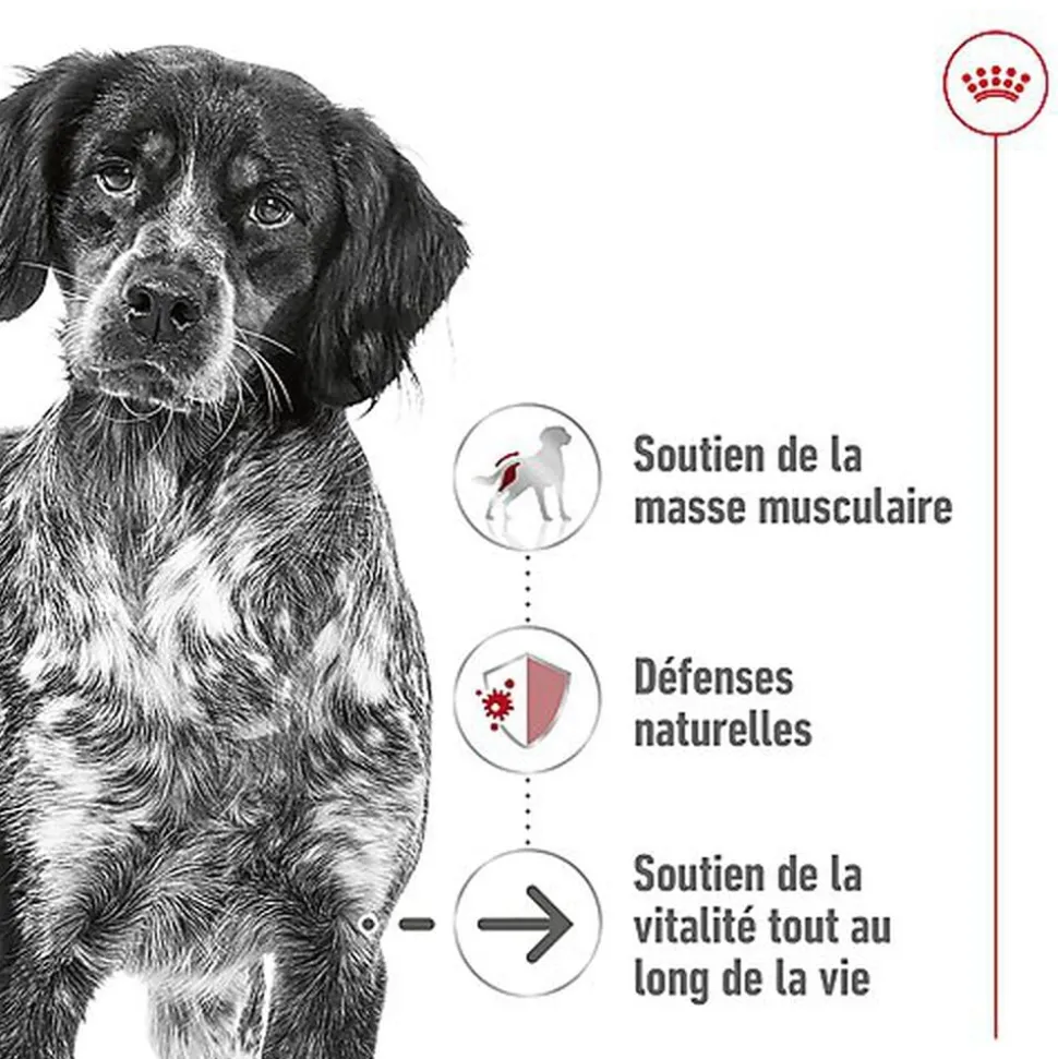 Royal Canin - Croquettes Medium Ageing 10+ pour Chien Senior