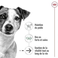 Royal Canin - Croquettes Mini Ageing 12+ pour Chien Senior