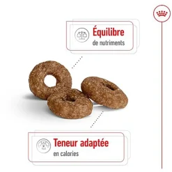 Royal Canin - Croquettes Mini Ageing 12+ pour Chien Senior