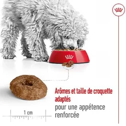 Royal Canin - Croquettes Mini Ageing 12+ pour Chien Senior