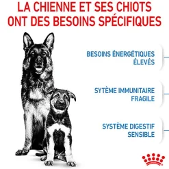 Royal Canin - Croquettes Maxi Starter Mother & Babydog pour Chiot