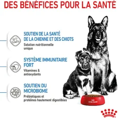 Royal Canin - Croquettes Maxi Starter Mother & Babydog pour Chiot
