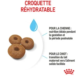 Royal Canin - Croquettes Maxi Starter Mother & Babydog pour Chiot