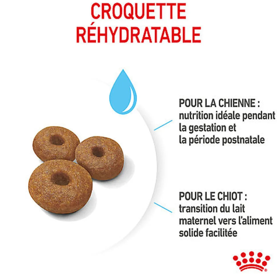 Royal Canin - Croquettes Maxi Starter Mother & Babydog pour Chiot