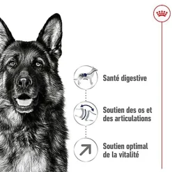 Royal Canin - Croquettes Maxi Adult 5+ pour Chien