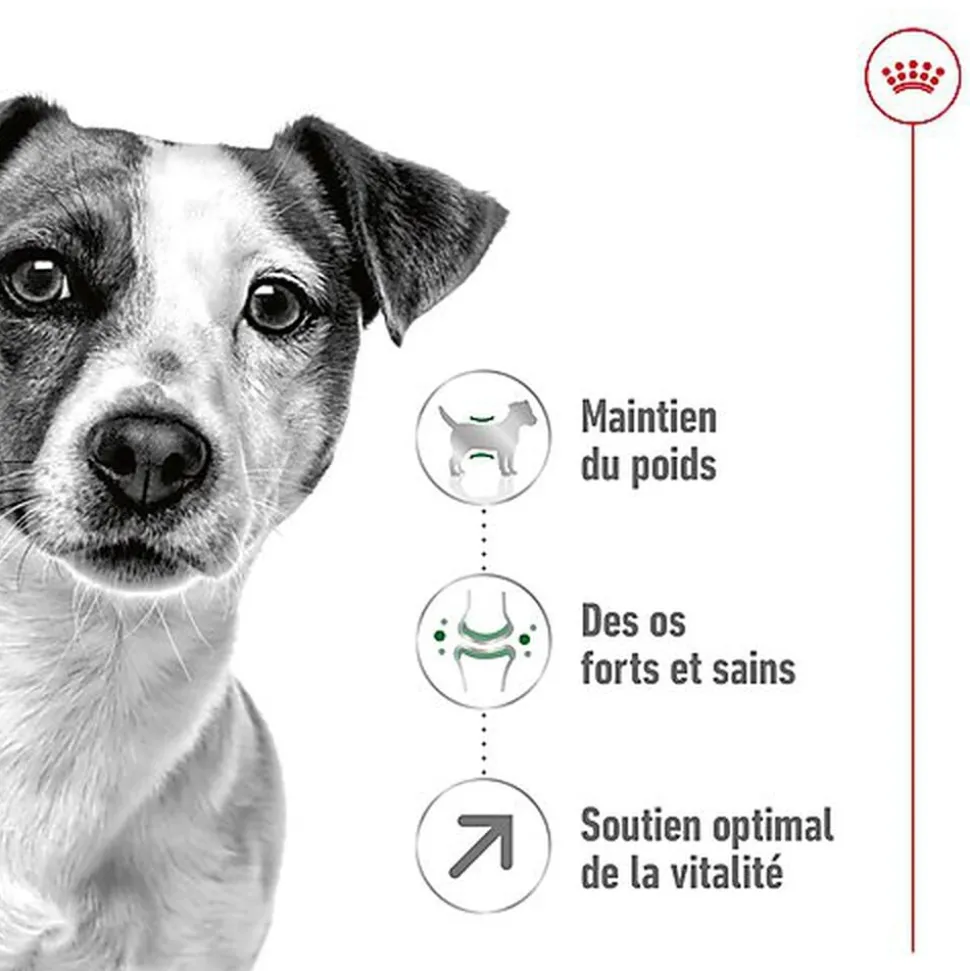 Royal Canin - Croquettes Mini 8+ pour Chien Adulte