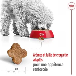 Royal Canin - Croquettes Mini 8+ pour Chien Adulte