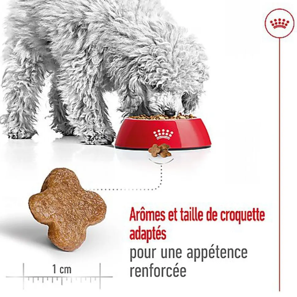 Royal Canin - Croquettes Mini 8+ pour Chien Adulte