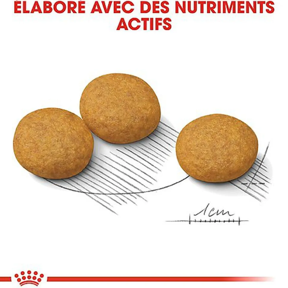 Royal Canin - Croquettes Medium Dermacomfort pour Chien