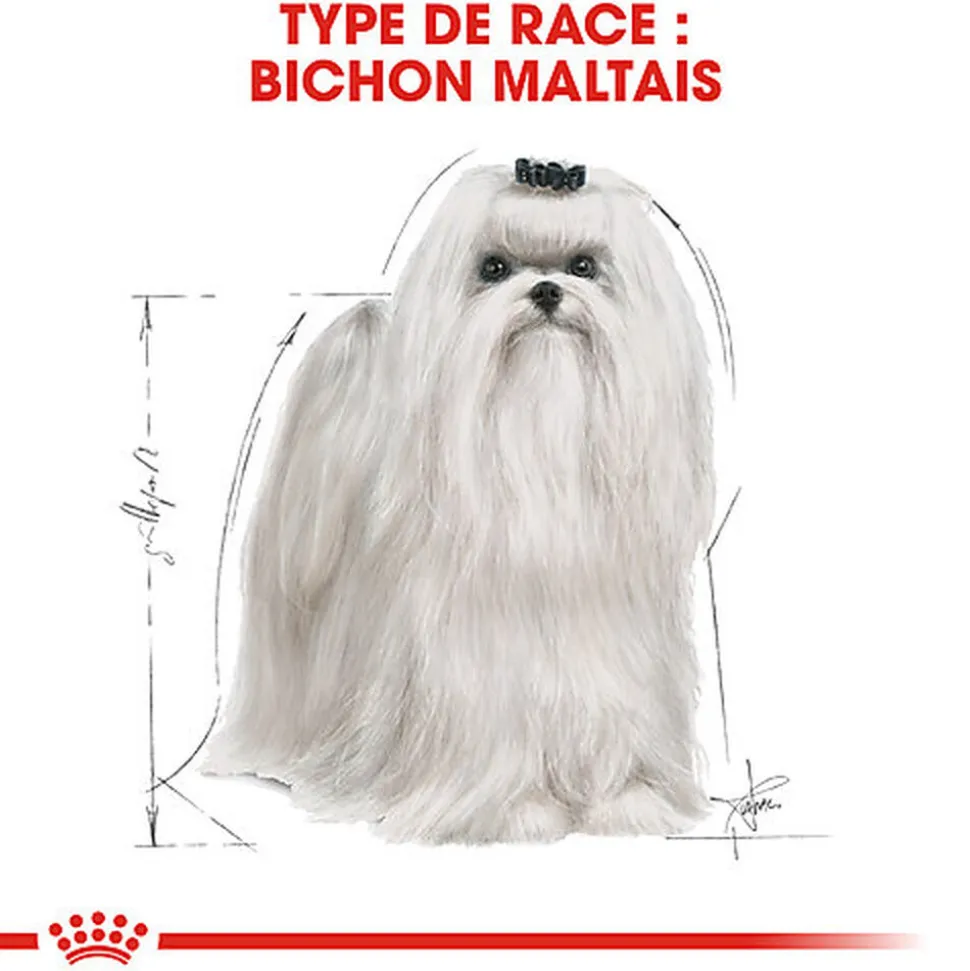 Royal Canin - Croquettes Maltese Adult Bichon Maltais pour Chiens - 1,5Kg