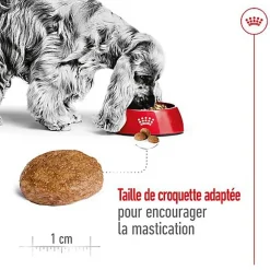 Royal Canin - Croquettes Medium Adulte 7+ pour Chien