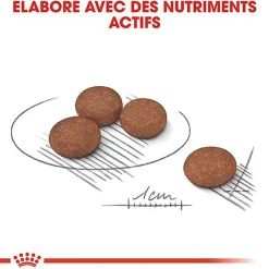Royal Canin - Croquettes Mini Digestive Care pour Chien