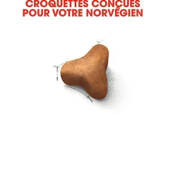 Royal Canin - Croquettes Norwegian Adult pour Chat