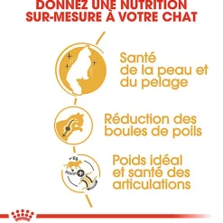 Royal Canin - Croquettes Norwegian Adult pour Chat