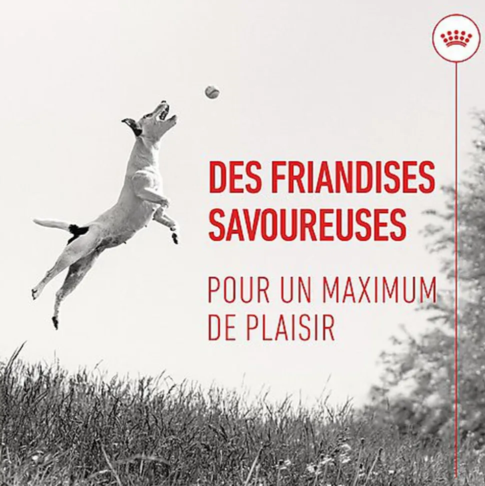 Royal Canin - Friandises Training Treats pour Chien - 110g