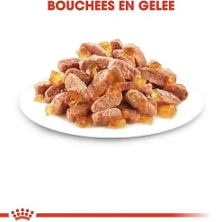 Royal Canin - Sachets Kitten Sterilised en Gelée pour Chaton - 12x85g