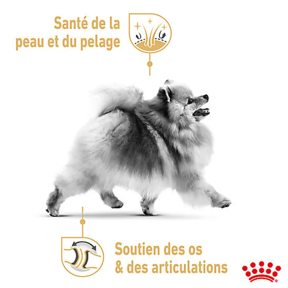Royal Canin - Sachets Spitz Adult en Mousse pour Chien - 12x85g