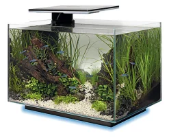 Superfish - Aquarium Quadro 40 Multi Colour - Noir