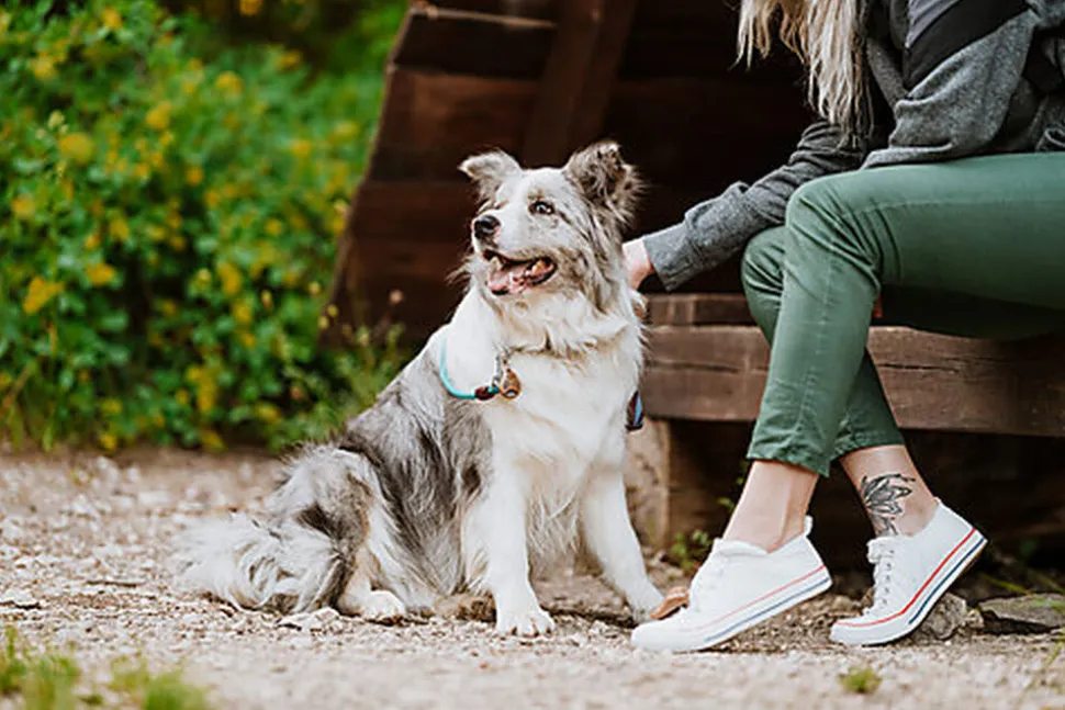 Tickless - Médaillon Ecopet Antiparasitaire Ultrason pour Chiens et Chats - 3,8cm