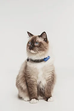 Tickless - Répulsif Antiparasitaire Mini Cat Ultrason Rechargeable pour Chats - Bleu