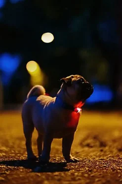 Tickless - Répulsif Antiparasitaire Mini Dog Ultrason Rechargeable pour Chiens - Noir