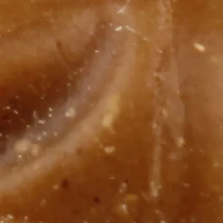 Tootoy! - Recharge Pointes Dentaires - 183g