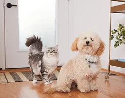 Urine Off - Destructeur Biotec Urine Off Chat - 500ml