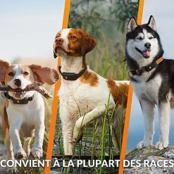 Weenect - Collier GPS XT Chiens