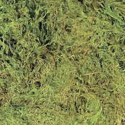 Zoomed - Mousse Terrarium Moss pour Terrarium
