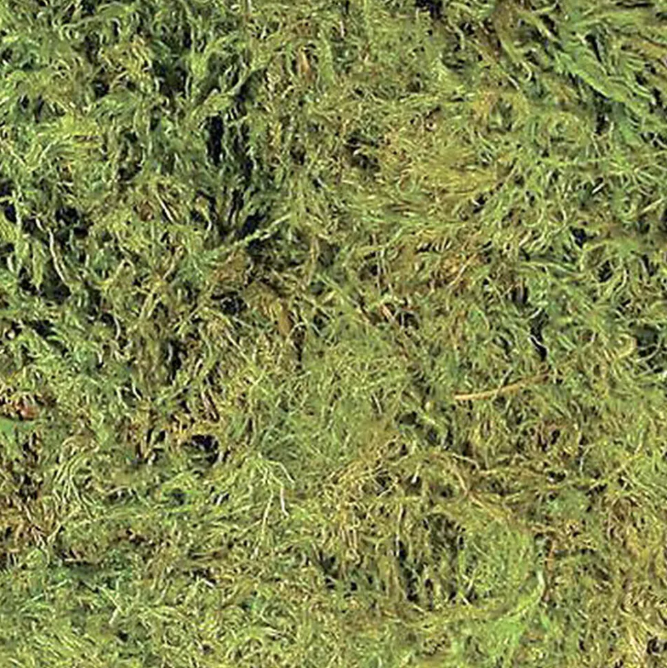 Zoomed - Mousse Terrarium Moss pour Terrarium