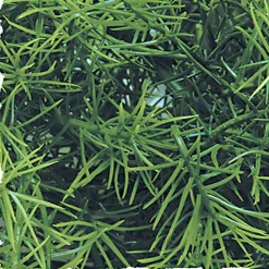 Zoomed - Plante Cashuarina pour Terrarium