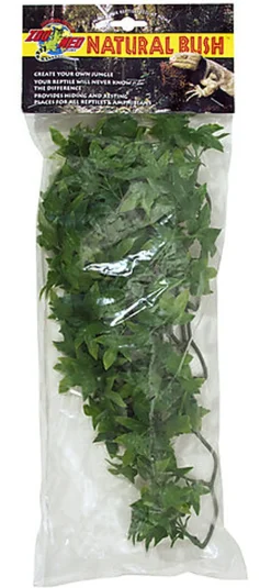 Zoomed - Plante Congo Ivy pour Terrarium