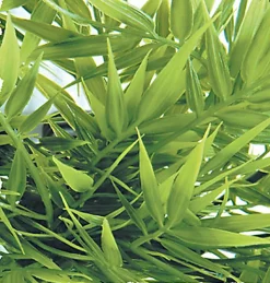 Zoomed - Plante Madagascar pour Terrarium