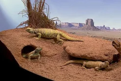 Zoomed - Substrat Excavator pour Terrarium - 4,5Kg